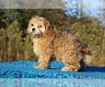 Small #37 ShihPoo