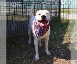 American Staffordshire Terrier Dogs for adoption in San Antonio, TX, USA
