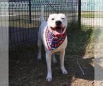 Small American Staffordshire Terrier