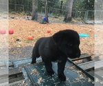 Small Photo #4 Shepradors Puppy For Sale in SHELTON, WA, USA