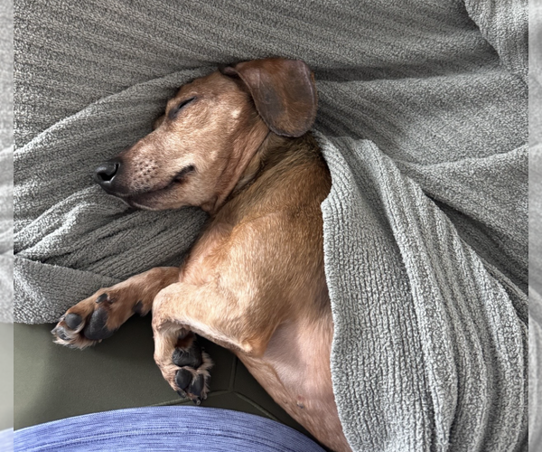 Medium Photo #6 Dachshund Puppy For Sale in Weston, FL, USA