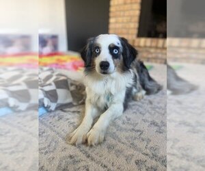 Australian Shepherd Dogs for adoption in St. Louis Park, MN, USA