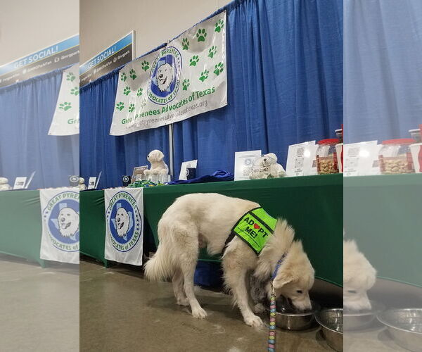 Medium Photo #18 Great Pyrenees-Unknown Mix Puppy For Sale in Houston, TX, USA