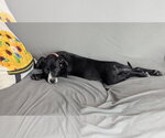 Small #8 Labrador Retriever Mix