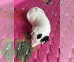 Small #3 Jack Russell Terrier