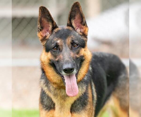 Medium Photo #1 German Shepherd Dog Puppy For Sale in Camarillo, CA, USA
