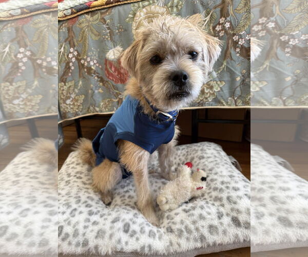 Medium Photo #9 Mutt Puppy For Sale in Fort Worth, TX, USA