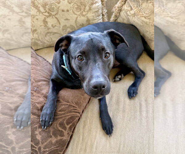 Medium Photo #3 American Staffordshire Terrier-Labrador Retriever Mix Puppy For Sale in Brewster, NY, USA