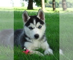 Small #3 Siberian Husky