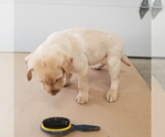 Small Photo #6 Labrador Retriever Puppy For Sale in SCHELLSBURG, PA, USA