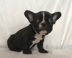 French Bulldog Puppy for sale in CHARLESTON, SC, USA