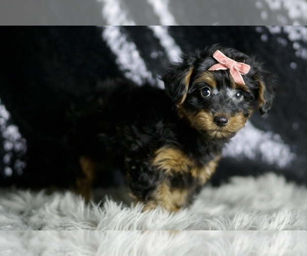 Medium Photo #4 YorkiePoo Puppy For Sale in WARSAW, IN, USA