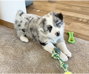 Australian Shepherd Puppy for Sale in BERESFORD, South Dakota USA