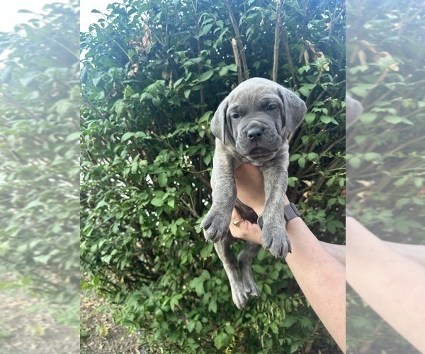Medium Photo #10 Cane Corso Puppy For Sale in PALOS HEIGHTS, IL, USA