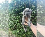 Small #9 Cane Corso