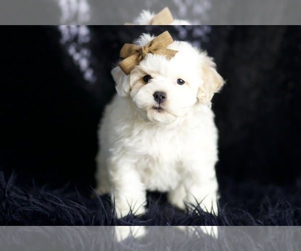 Medium Photo #4 Maltipoo Puppy For Sale in WARSAW, IN, USA