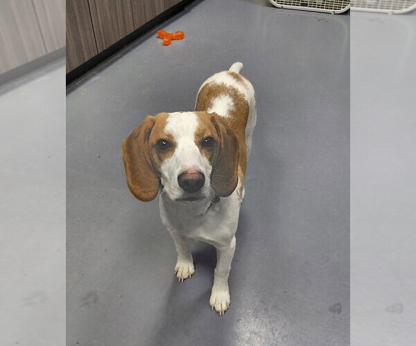 Medium Photo #4 Beagle-Unknown Mix Puppy For Sale in South Bend, IN, USA