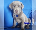 Small Photo #1 Labrador Retriever Puppy For Sale in DIETERICH, IL, USA