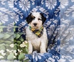 Small Photo #3 Bernedoodle (Miniature) Puppy For Sale in GLEN ROCK, PA, USA