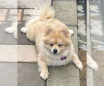 Small #3 Pomeranian Mix