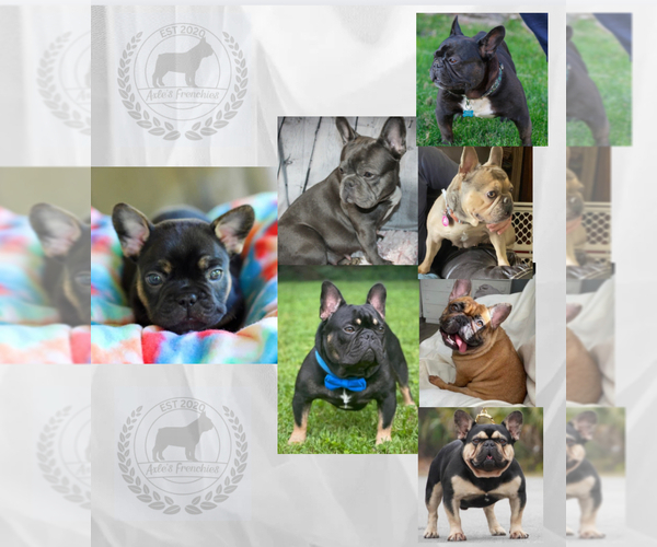 Medium Photo #1 French Bulldog Puppy For Sale in ELIZABETH, WV, USA