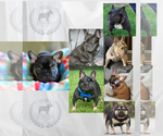 Small Photo #1 French Bulldog Puppy For Sale in ELIZABETH, WV, USA