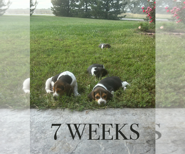 Medium Photo #2 Beagle Puppy For Sale in MCPHERSON, KS, USA
