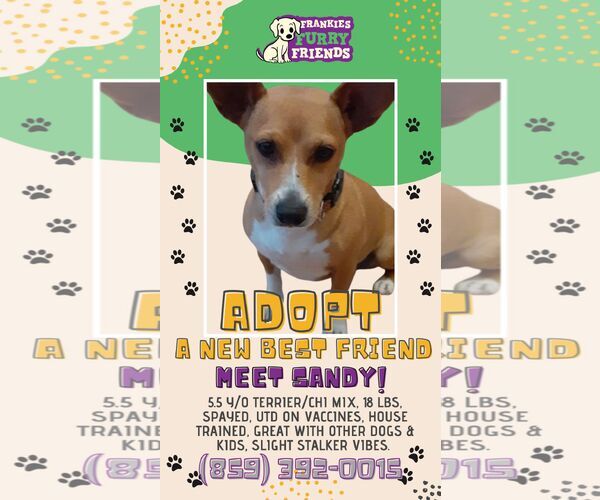 Medium Photo #8 Chihuahua-Unknown Mix Puppy For Sale in Alexandria, KY, USA