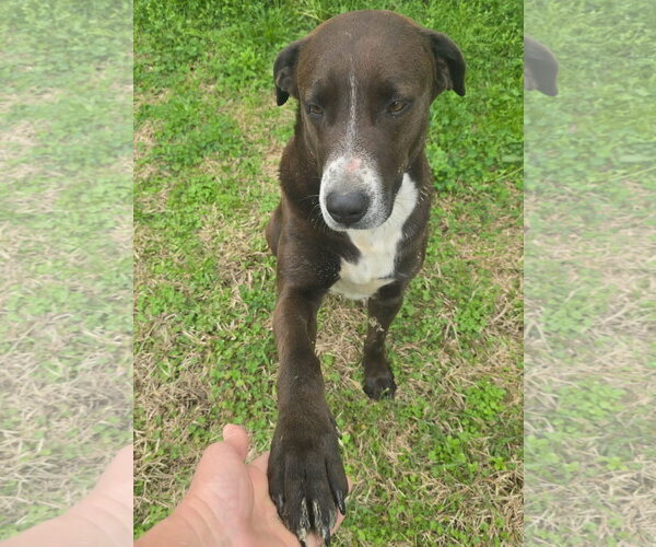 Medium Photo #2 Labrador Retriever-Unknown Mix Puppy For Sale in Alexander, AR, USA