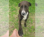 Small #1 Labrador Retriever Mix