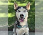 Small #1 Siberian Husky