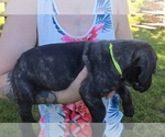 Small #5 Cane Corso