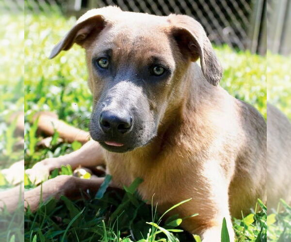 Medium Photo #1 Labrador Retriever-Unknown Mix Puppy For Sale in Canton, CT, USA
