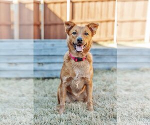 - Mix Dogs for adoption in McKinney, TX, USA