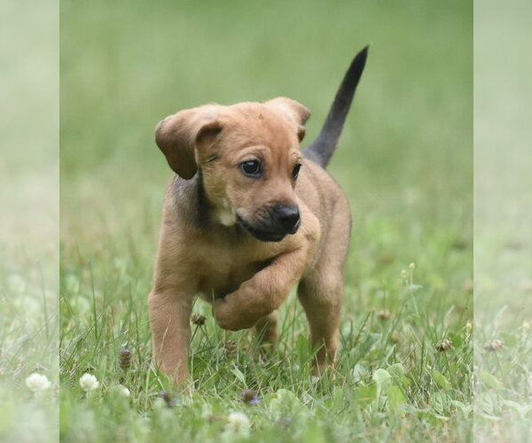Medium Photo #8 Retriever -Unknown Mix Puppy For Sale in Mechanicsburg, PA, USA
