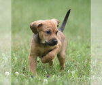 Small #7 Retriever  Mix