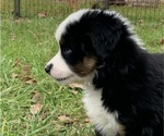 Small Photo #9 Miniature Australian Shepherd Puppy For Sale in WOODRUFF, SC, USA