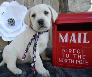 Labrador Retriever Puppy for sale in HONEY BROOK, PA, USA