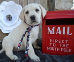 Small Photo #1 Labrador Retriever Puppy For Sale in HONEY BROOK, PA, USA