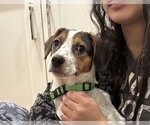 Small Photo #1 Mutt Puppy For Sale in Wheaton, IL, USA