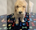 Puppy Puppy 2 Poodle (Standard)