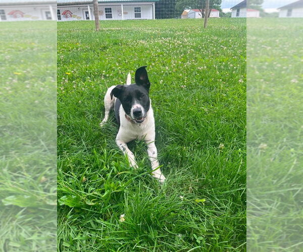 Medium Photo #3 Mutt Puppy For Sale in Osgood, IN, USA