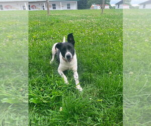 Holly Anne - Female Mutt Dog for Adoption - Photo #3
