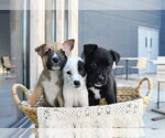 Small Photo #4 Labrador Retriever-Unknown Mix Puppy For Sale in Sandy, UT, USA