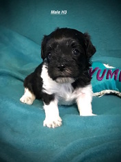Havanese Puppy for sale in SMITHVILLE, MS, USA