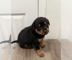 Puppy Yellow Rottweiler
