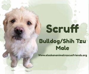 Bulldog-Shih Tzu Mix Dogs for adoption in Anchorage, AK, USA