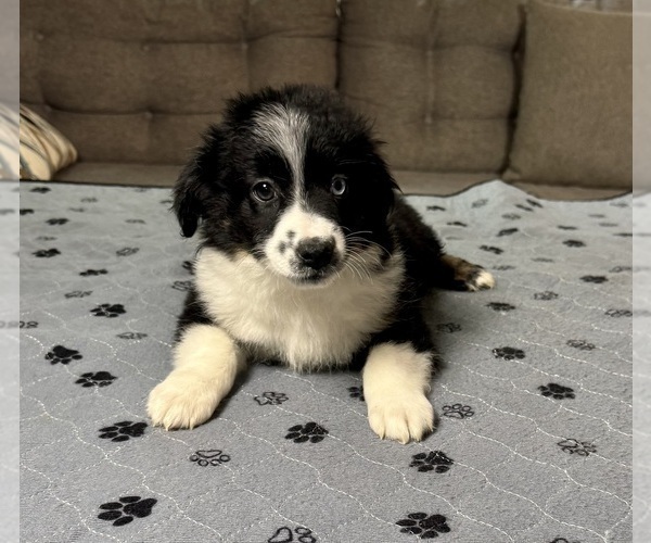 Medium Photo #70 Miniature Australian Shepherd Puppy For Sale in SALISBURY, NC, USA