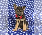 Small Photo #3 Labrador Retriever-Sharberian Husky Mix Puppy For Sale in LINCOLN UNIV, PA, USA