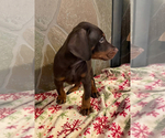 Small #2 Doberman Pinscher